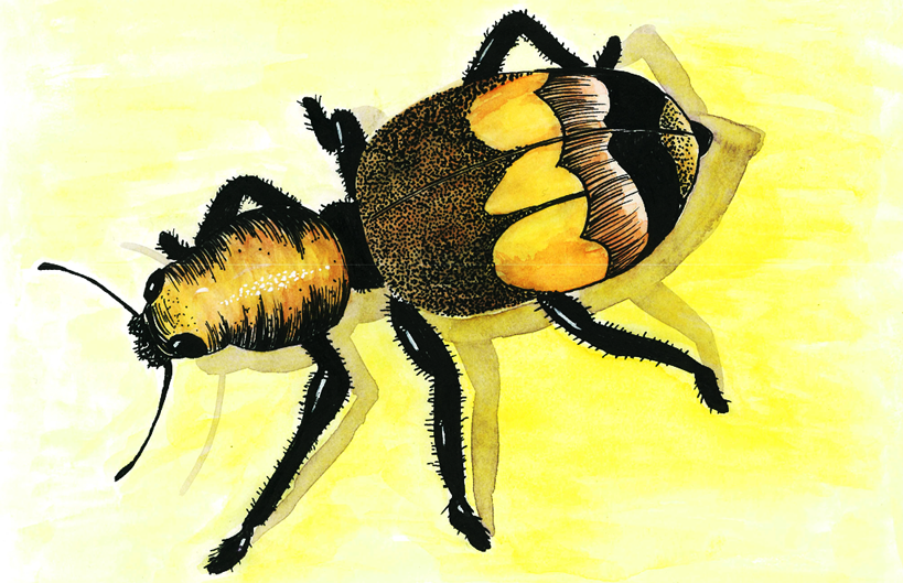 yellowbug